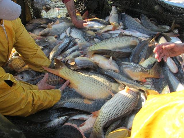 Navod Noiembrie 2013 - Crapi ramasi - peste-sulimanu-8.JPG